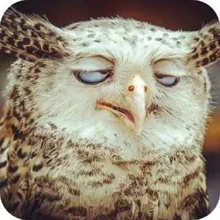 Sticker from Owls • @Earth928B