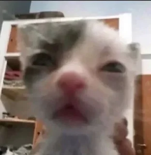 😐 emoji Коты by @offstikbot Telegram sticker 14 of 89