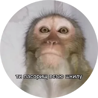 🌟 emoji сосун Telegram sticker 19 of 40