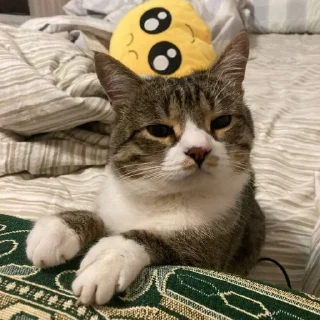 Sticker from коржикотерапия