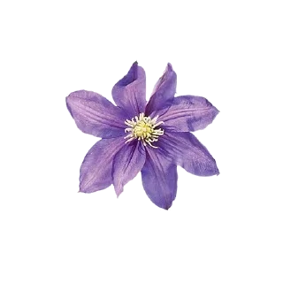 🌺 emoji oops Telegram sticker 9 of 51