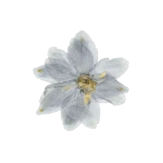 🌼 emoji oops Telegram sticker 13 of 51
