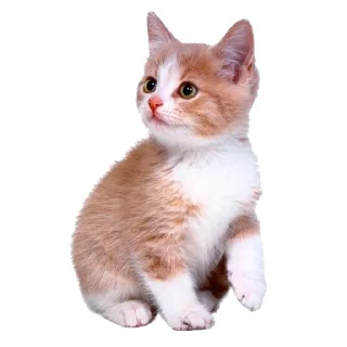 🐾 emoji 🍱 Telegram sticker 7 of 33