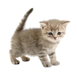 🐾 emoji 🍱 Telegram sticker 11 of 33