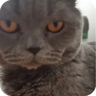 🐱 emoji Lash n1 Telegram sticker 23 of 25