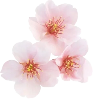 🌸 emoji @killvvnas ✶ one and only . . Telegram sticker 22 of 120