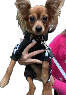 😀 emoji Пончик Еги Юдина Telegram sticker 19 of 28