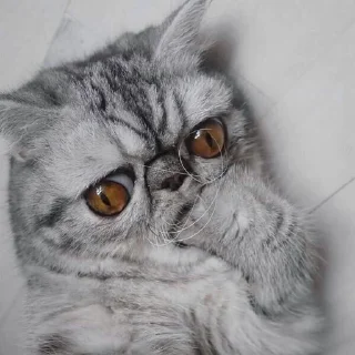 🤔 emoji Тварини Telegram sticker 15 of 116