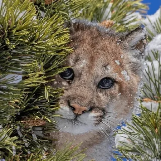 🙁 emoji Тварини Telegram sticker 20 of 116