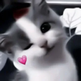 🤍 emoji че за ассорти Telegram sticker 5 of 37