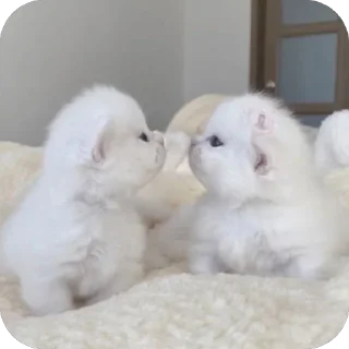 😚 emoji Личные кити Полины Telegram sticker 8 of 57
