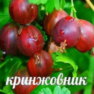 Sticker from kiska you want to my pipiska