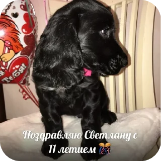 👍 emoji ШТО Telegram sticker 17 of 45