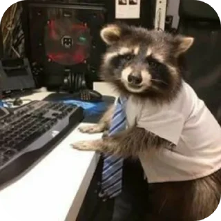 👔 emoji Еноты 🦝 Telegram sticker 7 of 23