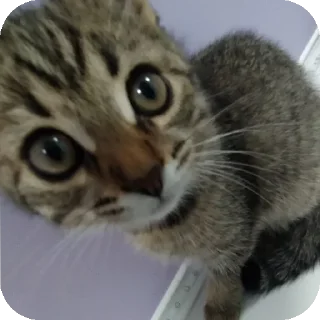 Sticker from котя