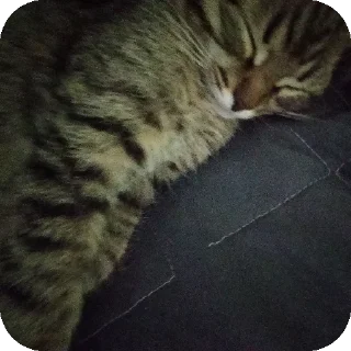 🐱 emoji котя Telegram sticker 9 of 57