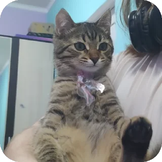🐱 emoji котя Telegram sticker 11 of 57