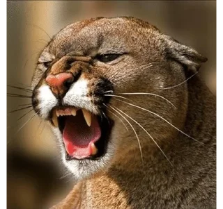 Sticker from Puma ( cougar,mountain lion 💋)