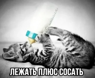 🤩 emoji котики и немного мусора Telegram sticker 24 of 72