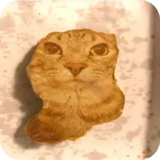 🐱 emoji Кошак даркончика Telegram sticker 20 of 66