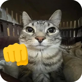 🐱 emoji Кошак даркончика Telegram sticker 24 of 66