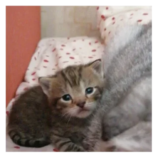 😭 emoji Котики емае Telegram sticker 19 of 118