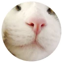 😽 emoji Nice Cats @StikeryTG Telegram sticker 3 of 20