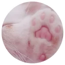 😼 emoji Nice Cats @StikeryTG Telegram sticker 10 of 20