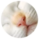 ❤️ emoji Nice Cats @StikeryTG Telegram sticker 16 of 20