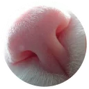 😽 emoji Nice Cats @StikeryTG Telegram sticker 14 of 20