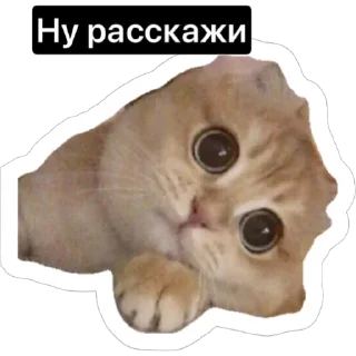 🤭 emoji Смешные коты Telegram sticker 12 of 29