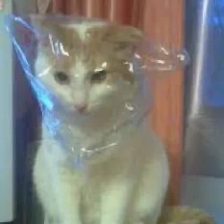 📦 emoji Suicide cats Telegram sticker 8 of 112