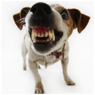 🤬 emoji Сабака абассяка Telegram sticker 15 of 23