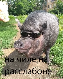 🌟 emoji pig https://t.me/minipiggies Telegram sticker 13 of 21