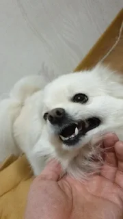 🤬 emoji Бибузе Telegram sticker 19 of 120