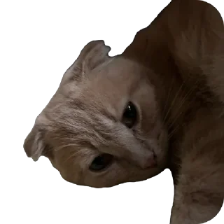 🫥 emoji Манюня Telegram sticker 16 of 29
