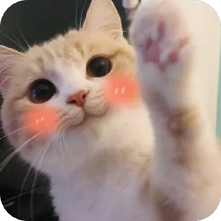 🥰 emoji Наш канал — @koshkii_kotiki Telegram sticker 11 of 16