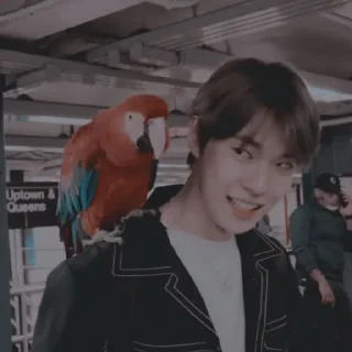 🦜 emoji kim doyoung Telegram sticker 6 of 119
