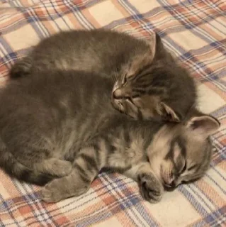 🌟 emoji kiskiskisksksk Telegram sticker 11 of 19