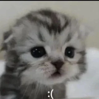 🙁 emoji котяра сникерс Telegram sticker 21 of 33