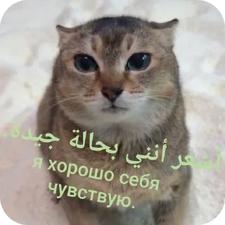 🤩 emoji Tole Tole (Arabic) Telegram sticker 24 of 43
