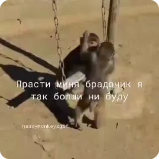 🐵 emoji Хепи монкис стикиры от @happymonkeysgif Telegram sticker 10 of 64