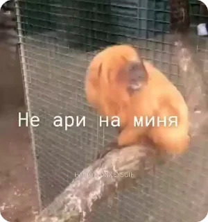 🐵 emoji Хепи монкис стикиры от @happymonkeysgif Telegram sticker 19 of 64