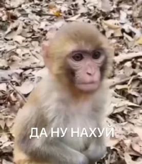 😜 emoji Прочитал гей (я рома) Telegram sticker 19 of 31
