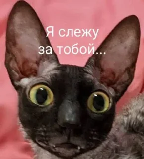🌟 emoji Летучий зажигает Telegram sticker 15 of 18