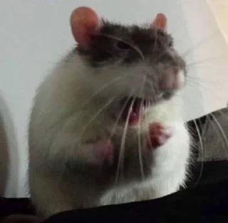 🥺 emoji котики і все інше Telegram sticker 24 of 77