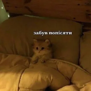 🌟 emoji котики і все інше Telegram sticker 14 of 77