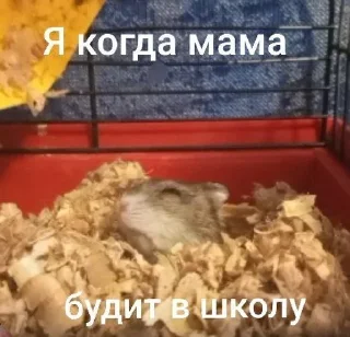 🌟 emoji Ми папуляріті🙄💅 Telegram sticker 3 of 7