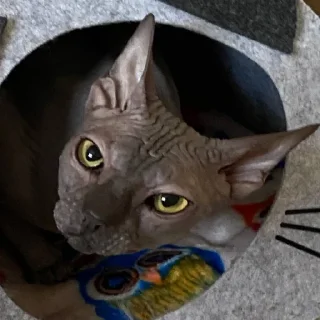 ☹️ emoji Кишки, котёнки Telegram sticker 13 of 14