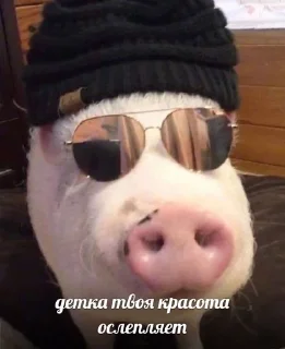 😏 emoji Хрюшки Telegram sticker 8 of 34
